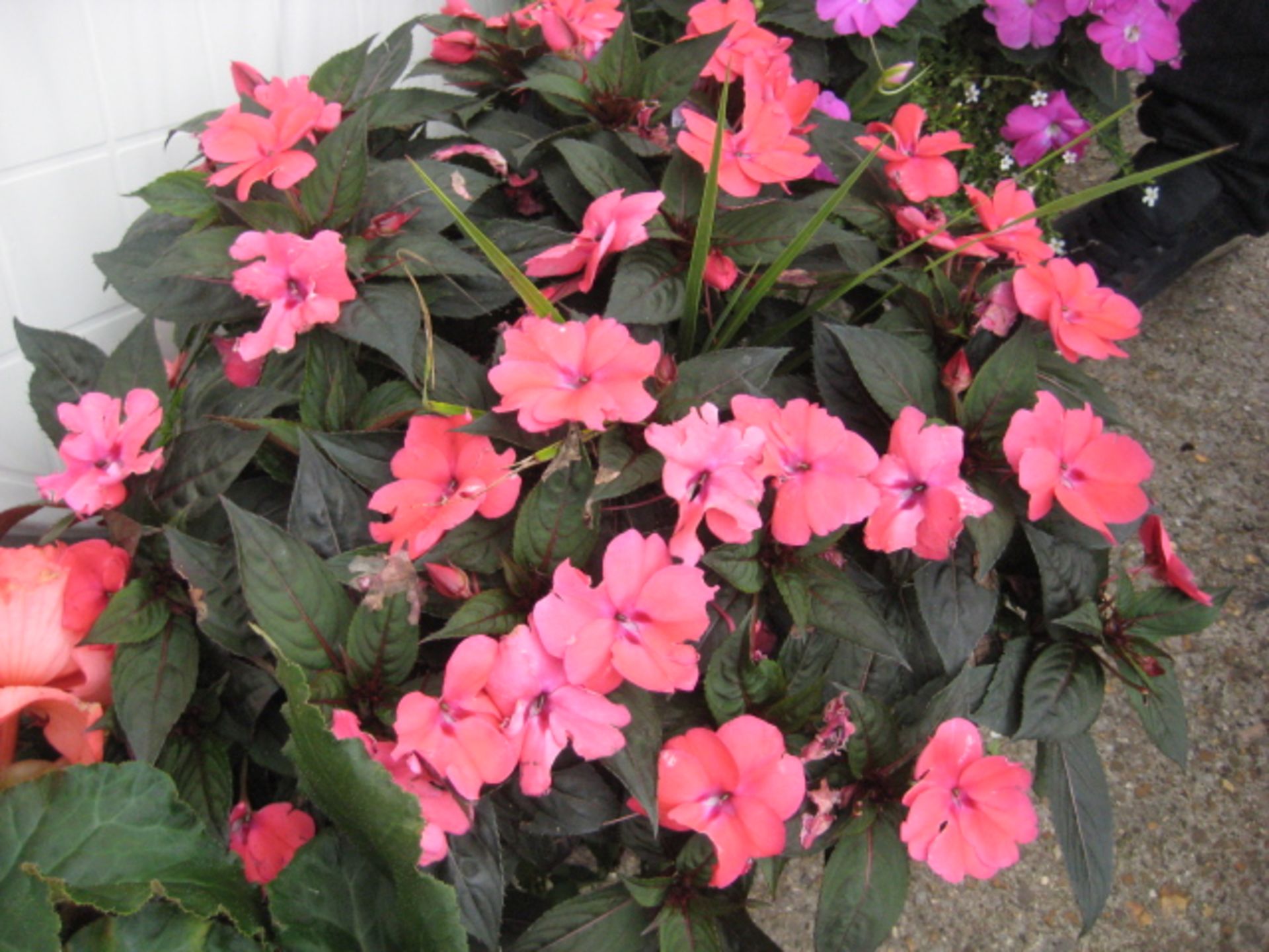 Patio tub containing non stop begonias