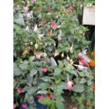 2 trays of fuschias