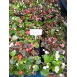 8 small trays of bedding begonias