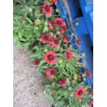4 potted red mesa blanket flowers