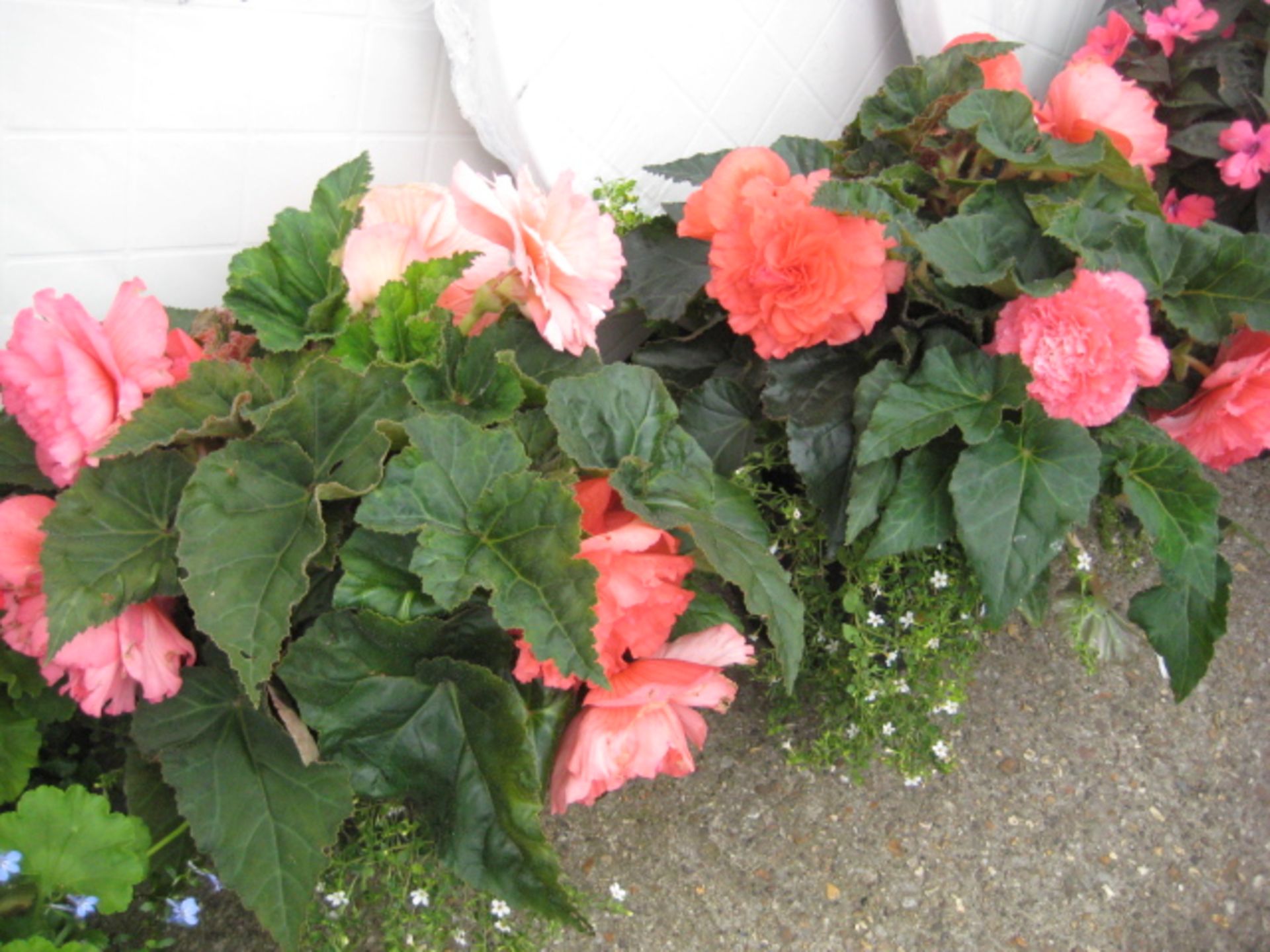 Pair of non stop begonias patio tubs