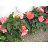 Pair of non stop begonias patio tubs