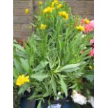 4 potted coreopsis