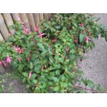 Pair of fuschia hanging baskets