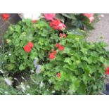 Pair of patio tubs containing geraniums