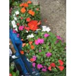 Pair of plastic hanging baskets of mixed plants