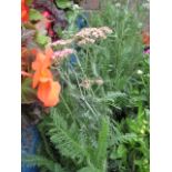 4 potted yarrow plants