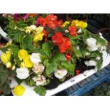 Ceramic sink containing non stop begonias