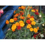 2 patio tubs of marigolds