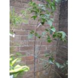 Prunus Golden Gauge tree