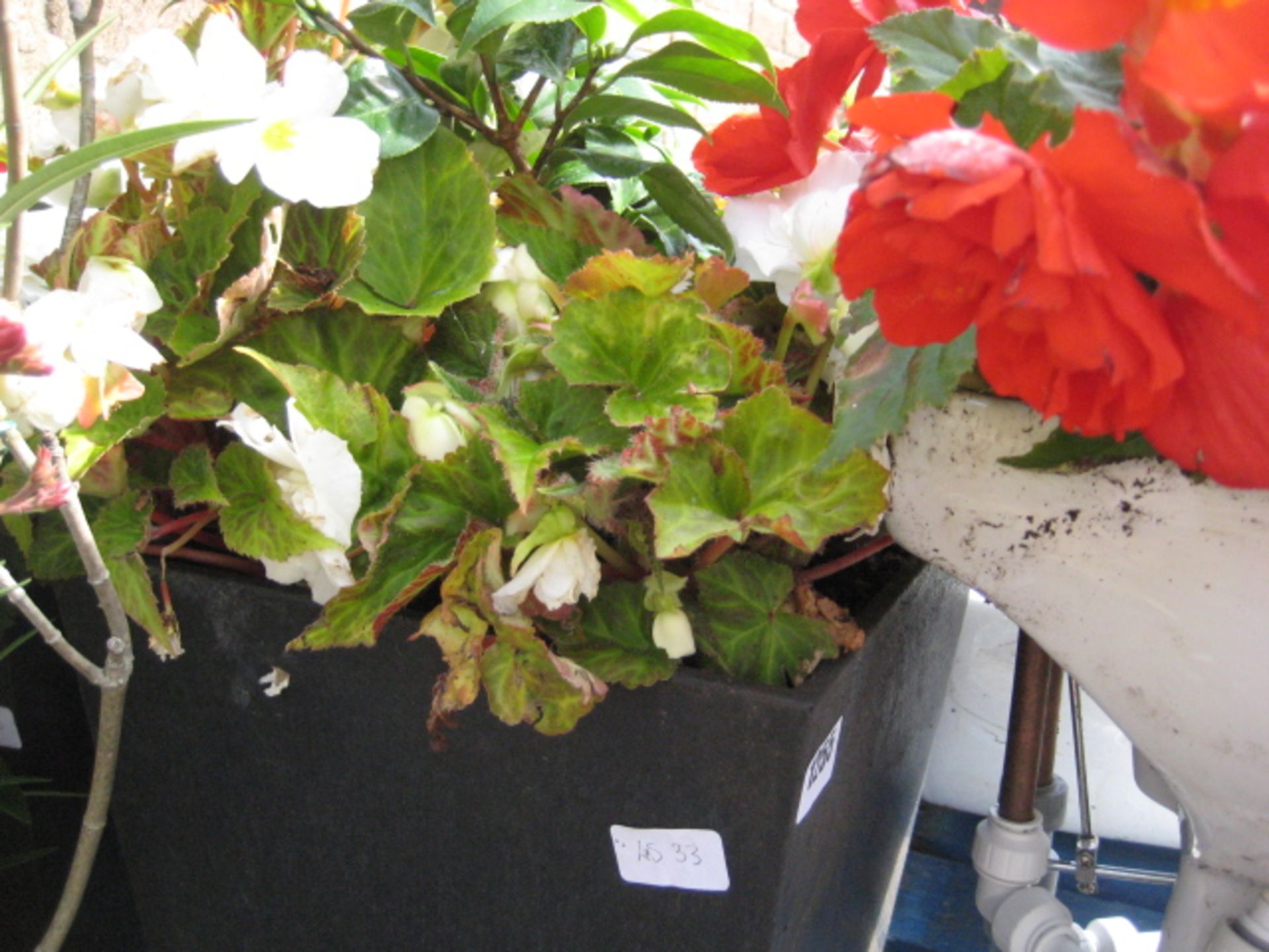 2 patio tubs containing non stop begonias