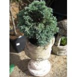 Concrete urn containing conifer