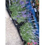 2 trays of lavender