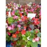 4 small trays of bedding begonias