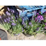 Pair of lavender potted tubs