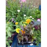 2 trays of mixed flowers