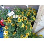 Pair of petchoa yellow hanging baskets