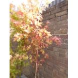 Large potted acer