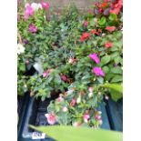 2 trays of fountain fuschia