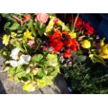 Pair of begonia potted tubs