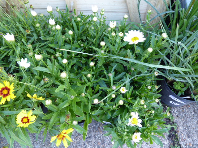 4 pots of crazy daisies