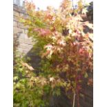 Large potted acer