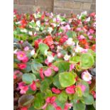 4 small trays of bedding begonias