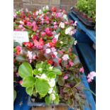 4 small trays of bedding begonias
