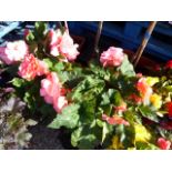 Pair of pink begonia potted tubs