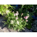 4 pots of yarrow