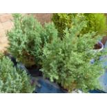 4 potted conifers