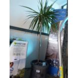 Marginata palm in decorative pot