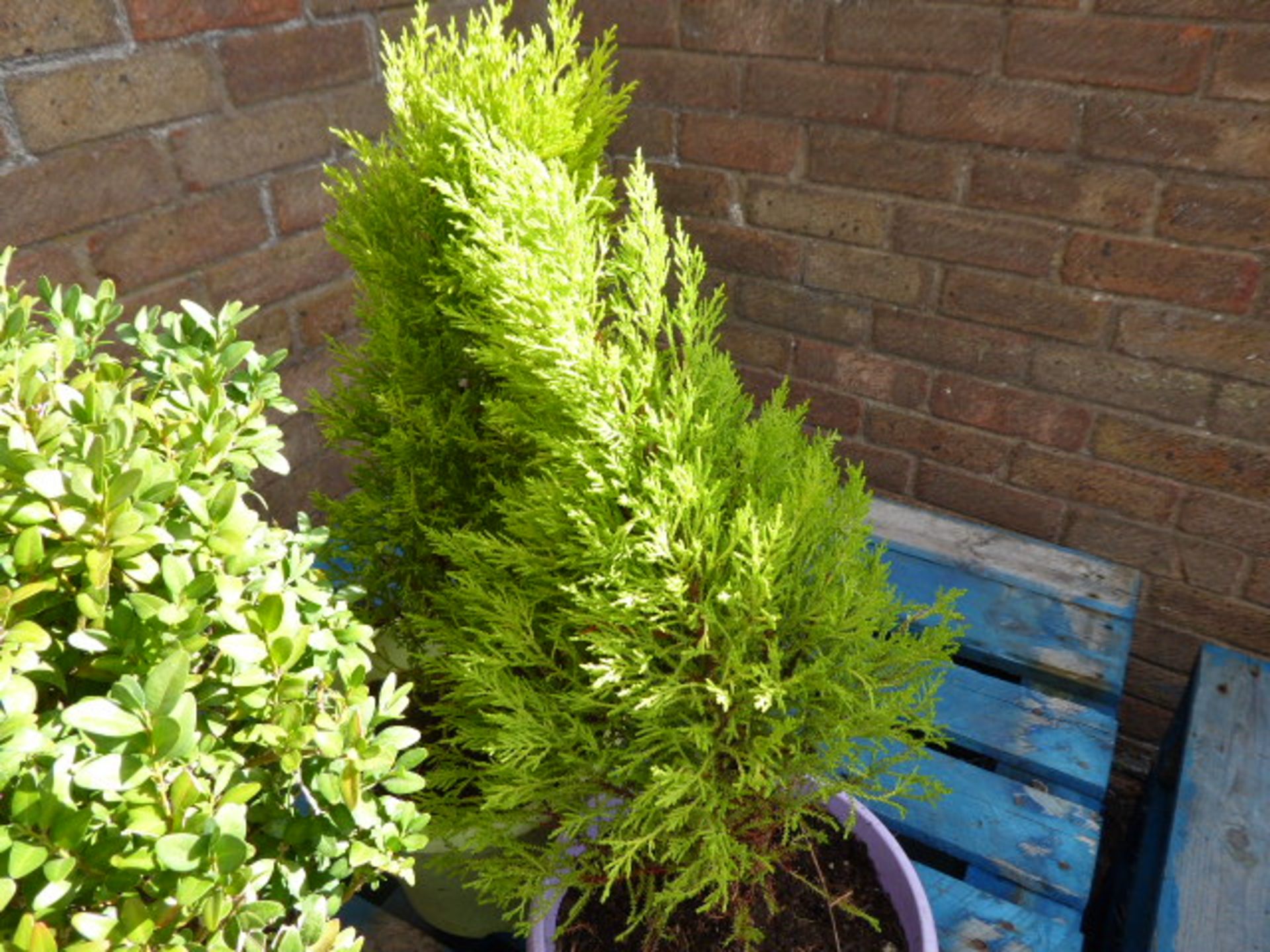 Pair of potted conifers