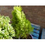 Pair of potted conifers