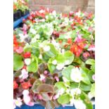 4 small trays of bedding begonias