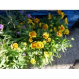 4 pots of yellow and orange blanket flowers