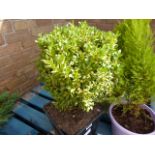 Potted buxus