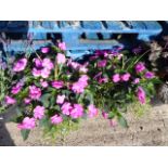 Pair of pansy potted tubs