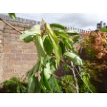 Potted Verve cherry tree