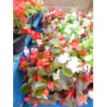4 small trays of bedding begonias