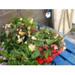 2 begonia planted hanging baskets