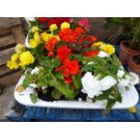 Begonia planted white ceramic basin