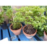 2 terracotta potted azaleas