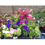 3 trays of petunias