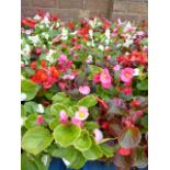 4 small trays of bedding begonias