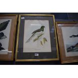 4 Audobon American bird prints