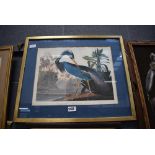 Framed and glazed Audobon print depicting a heron