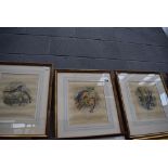 4 framed and glazed bird prints