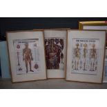 3 framed and glazed prints depicting the human body