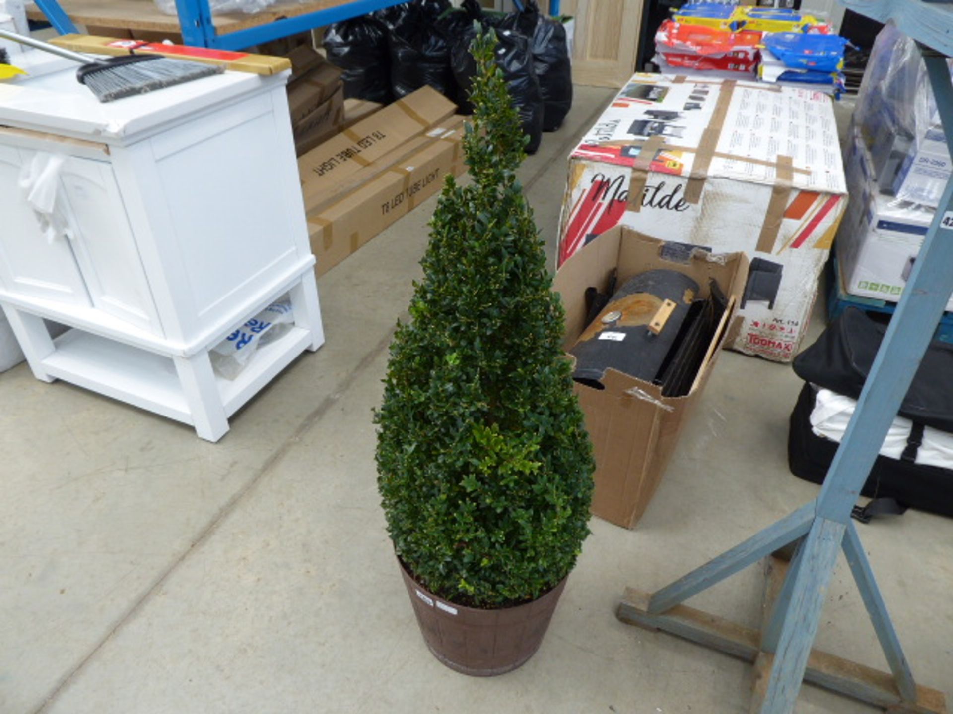 92cm high and 35cm diameter conical buxus bush